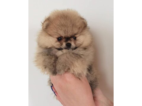 Sevimli pomeranian yavruları