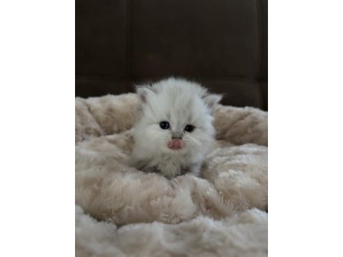 British longhair bebekler