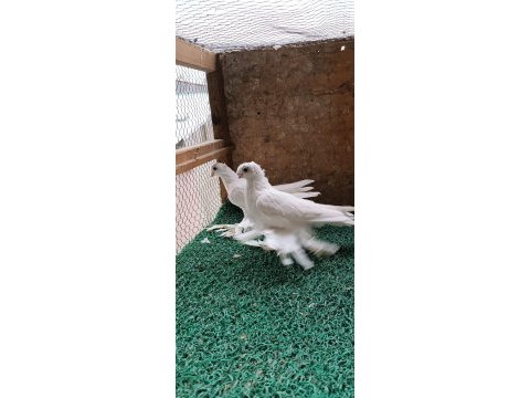 Özbek taklacı güvercini (beyaz karagöz)