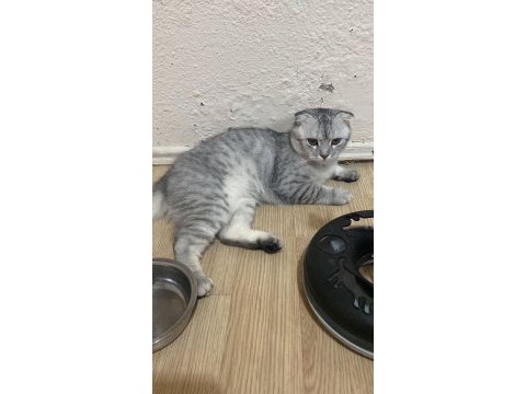 Scottish fold