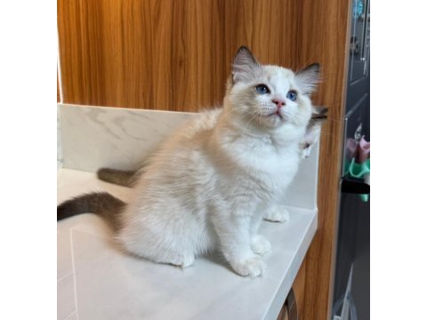 Secereli anne ve babadan safkan ragdoll yavrular
