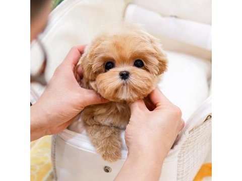 Seker kivaminda cok ozel toy poodle bebeklerimiz