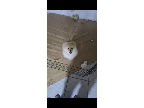 6 aylık yavru erkek pomeranian