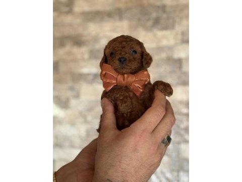 Minik kalan toy poodle red brown renk