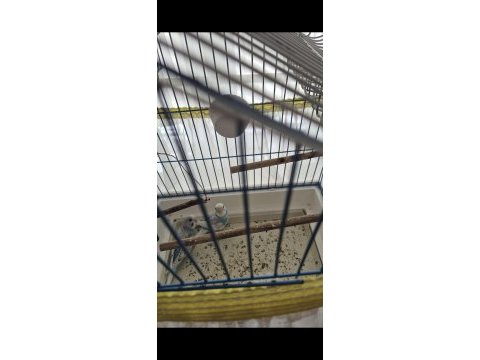 Çift yavru muhabbet kuşu ne ararsan var