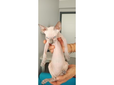 Sphynx yavru kedimiz