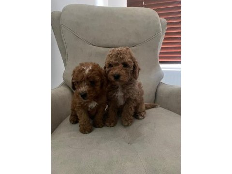 Ankara'da uygun toy poodle kendi bebeklerimiz