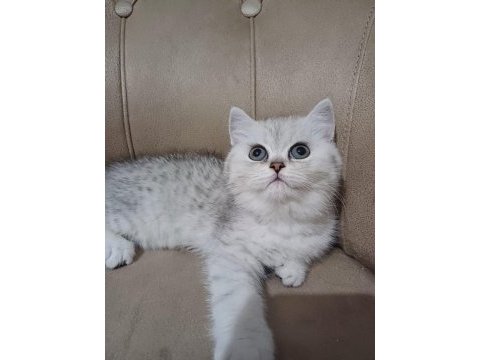Teslime hazır dişi british shorthair yavrumuz