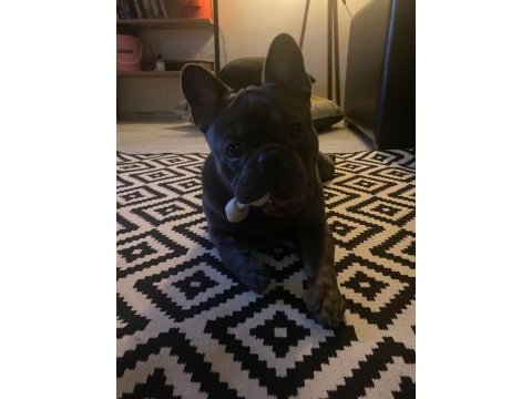 1 yaşında blue egzotik french bulldog