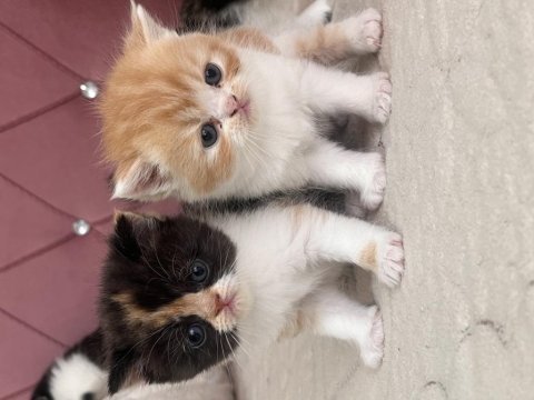 Exotic shorthair yavrular