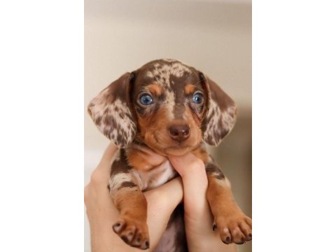Egzotik nadir dachshund bebeklerimiz aşılı