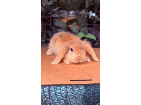 Hollanda lop ve cüce tavşan yavrularımız