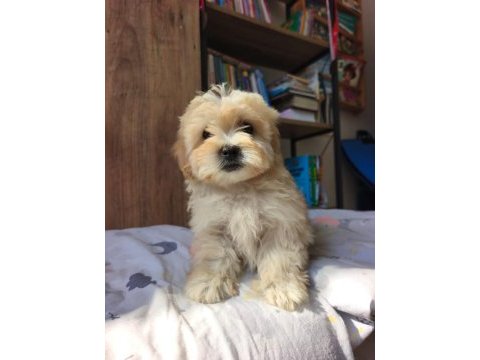 Maltipoo yavrularımız