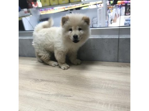 Chow chow yavrularımız aşılı kimlikli teslim