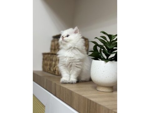 Pamuk gibi british longhair yavru