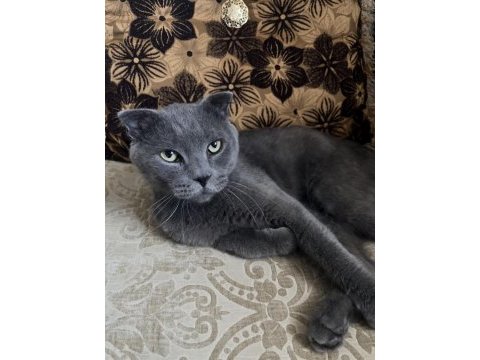 British shorthair kedisi