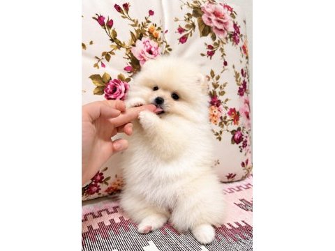 Ayı surat pomeranian boo