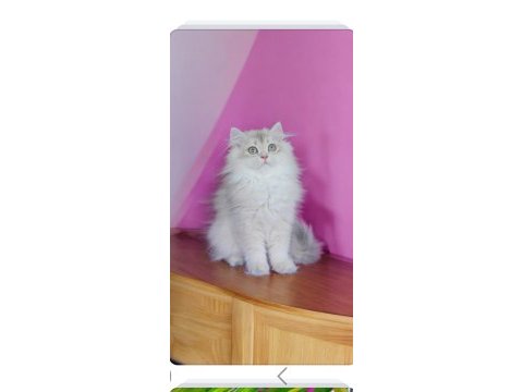 British longhair blue golden dişi yavru