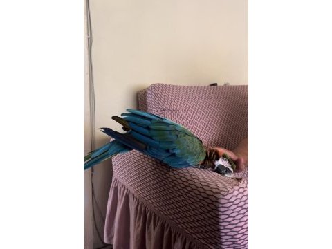 Harleguin macaw