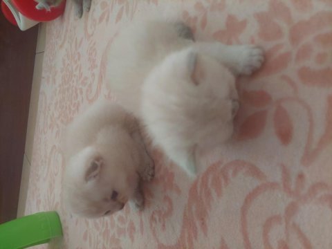 British shorthair 0-3 aylık