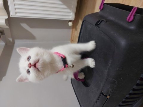 British shorthair prensesim uyguna verilcek