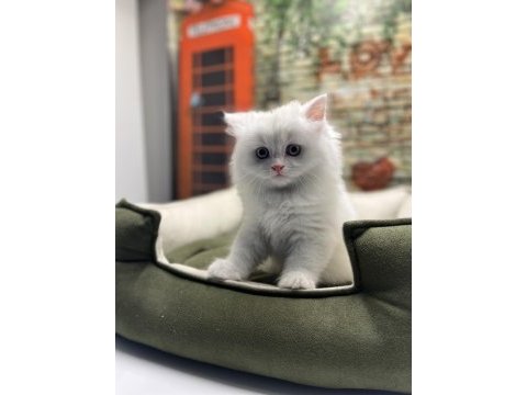 British longhair güzelliği @petclubadanaa