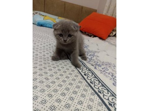 30 günlük saf ırk anne baba garantili scottish yavrular
