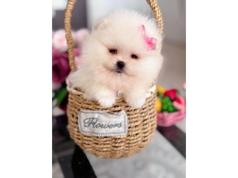 Mini boy pomeranian küçük prenses