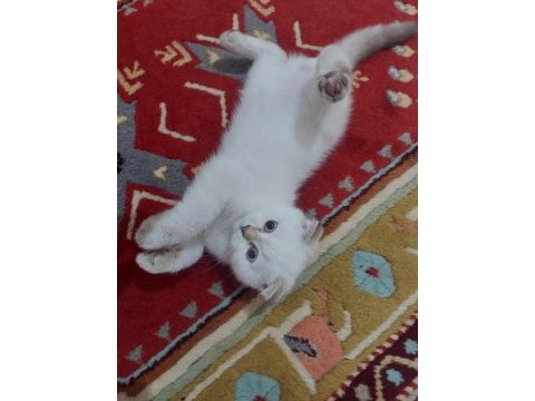 Tek erkek yavru scottish fold