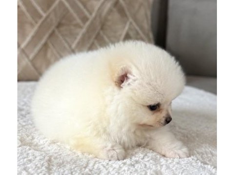 Pomeranian boo beyaz tea cup dişi