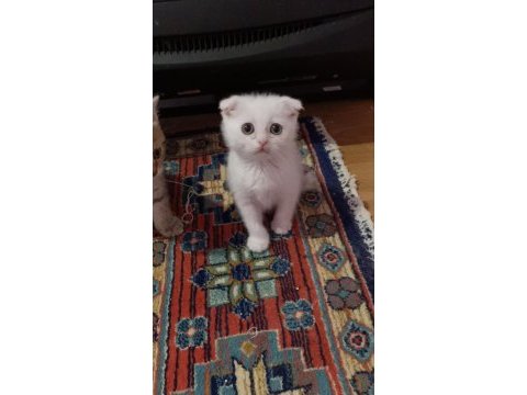 British shorthair yavrularımız sahiplendirilecek