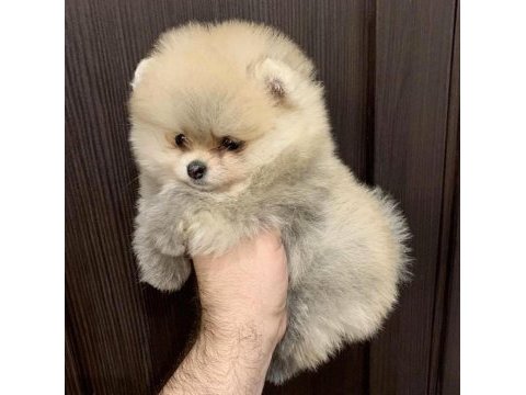 Üst kalite pomeranian ayı surat yavrularımız