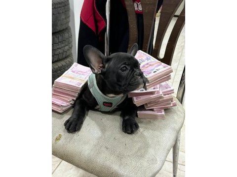 2.5 aylık dişi french bulldog yavrularımız