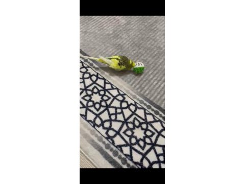 Muhteşem bulunmaz insancıl konuşan kuşumuz