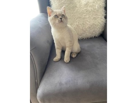 British shorthair