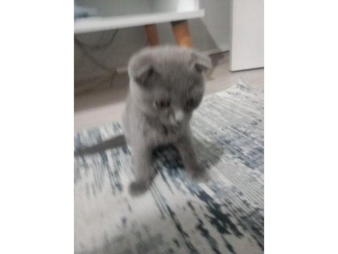 Sahiplendirilecek scottish fold