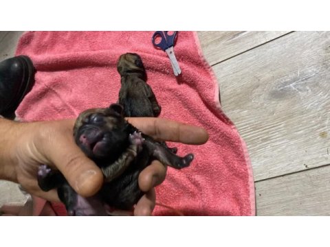 5 günlük pug yavruları