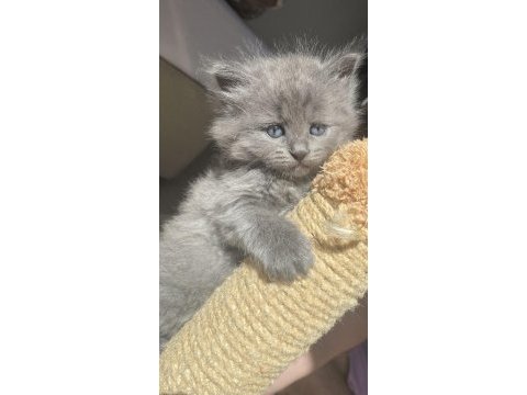 Sağlıklı british longhair