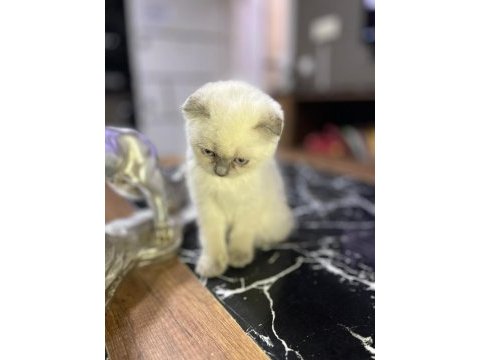 Saf kan blue point british shorthair