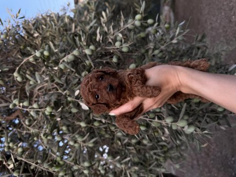 Sağlık ırk garantili poodle yavrular yeni yuvasını bekliyor