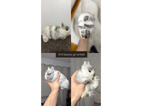 Hollanda lop cüce tavşanlarımız