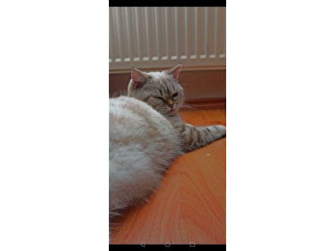 British shorthair ücretsiz 4 yaşında
