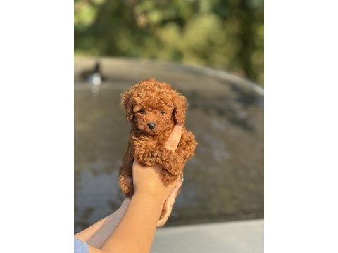 Kuyruksuz aşılı poodle