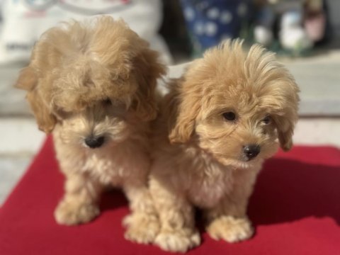 Profesyonel ruhsatlı çifrlikden maltipoo yavrular