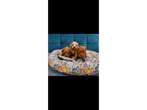 Teacup maltipoo bebekler
