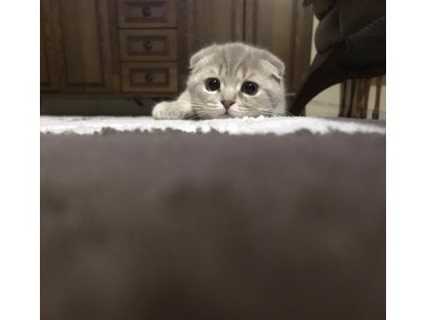 Scottish fold kızıma eş arıyorum