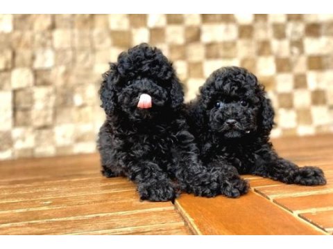Nevada cafe sefiri siyah poodle