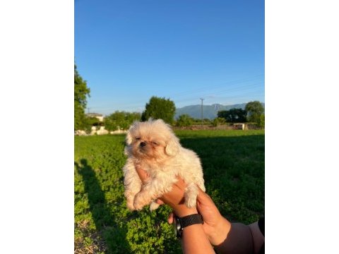 Bal köpüğü ve süt beyazı yavru köpekler