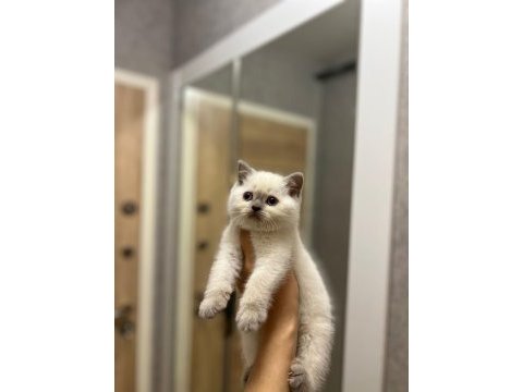 British shorthair blue point yavrularım 
