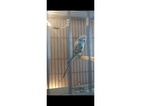 Uyguna renk güzeli takımlar yerinde gelip görebilirsiniz kuş